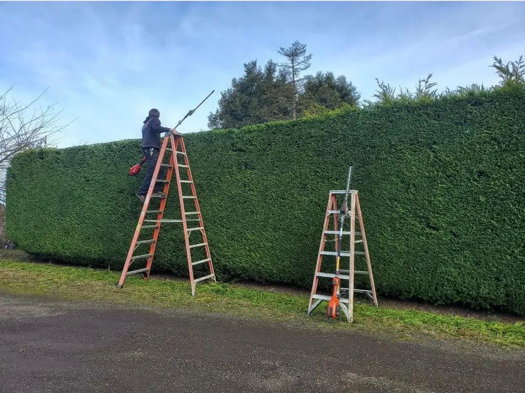 hedge-trimming-durham