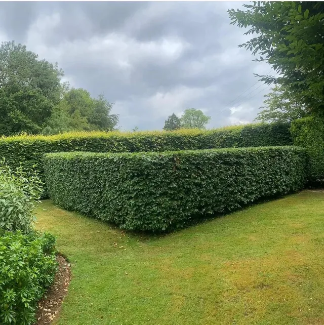 hedge trimming Grangefield