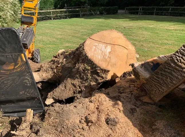 stump removal in Queens Park