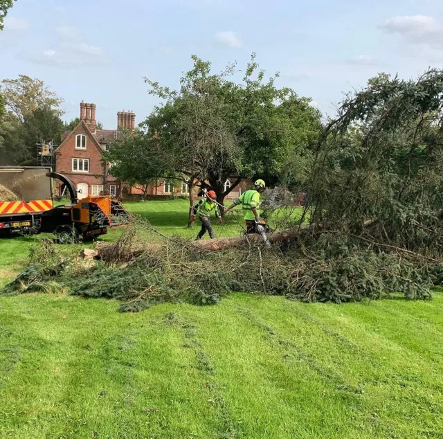 team removing tree Norton 