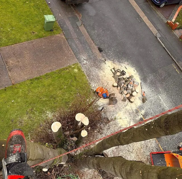 tree removal in Roseworth 